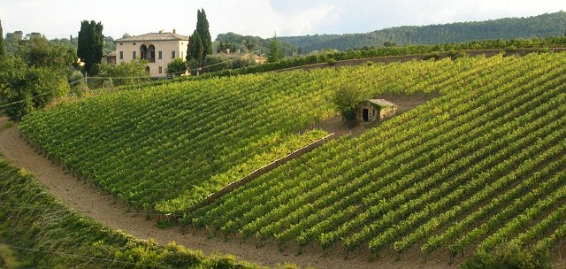 Foto 023 -  vigne a Montalcino.jpg